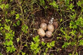 Attēlu rezultāti vaicājumam “Tetrastes bonasia eggs”