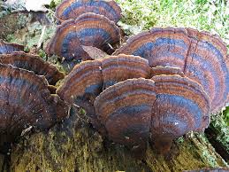 Attēlu rezultāti vaicājumam “Ischnoderma benzoinum”