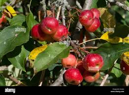 Attēlu rezultāti vaicājumam “Malus mandshurica fruit”