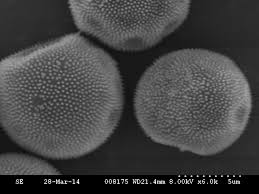 Attēlu rezultāti vaicājumam “Polytrichum commune sporophyte”