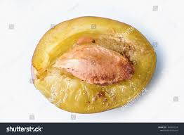 Attēlu rezultāti vaicājumam “Grapholita funebrana larva”