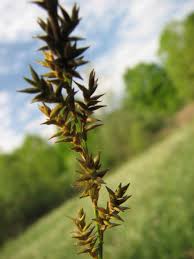 Attēlu rezultāti vaicājumam “Carex elongata”
