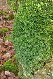 Attēlu rezultāti vaicājumam “Porella platyphylla macro”