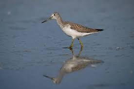 Attēlu rezultāti vaicājumam “Tringa nebularia”