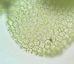 Attēlu rezultāti vaicājumam “Lejeunea cavifolia”