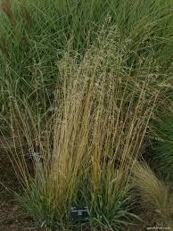 Attēlu rezultāti vaicājumam “Briza media”