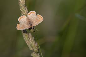 Attēlu rezultāti vaicājumam “Lycaena tityrus”