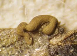 Attēlu rezultāti vaicājumam “Gulielmina vermicularis”