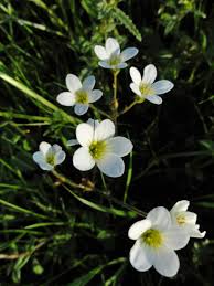 Attēlu rezultāti vaicājumam “Saxifraga granulata flower”