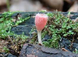 Attēlu rezultāti vaicājumam “Microstoma protracta”