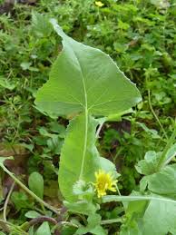 Attēlu rezultāti vaicājumam “Sonchus oleraceus”