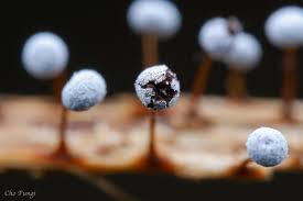 Attēlu rezultāti vaicājumam “Didymium crustaceum macro”