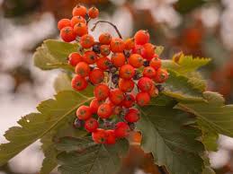 Attēlu rezultāti vaicājumam “Sorbus intermedia”