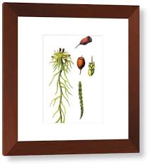 Attēlu rezultāti vaicājumam “Sphagnum capillifolium”