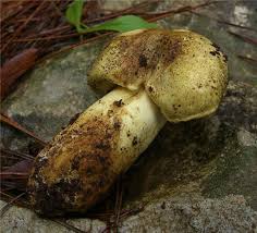 Attēlu rezultāti vaicājumam “Tricholoma flavovirens”