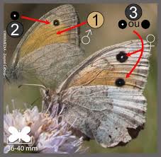 Attēlu rezultāti vaicājumam “Hyponephele lycaon”