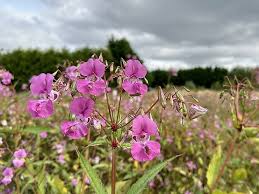 Attēlu rezultāti vaicājumam “Impatiens glandulifera”