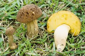 Attēlu rezultāti vaicājumam “Leccinum”