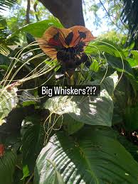 Image result for Tacca chantrieri