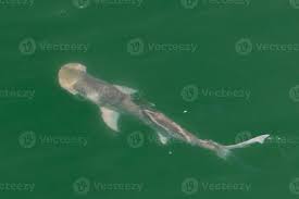 Image result for Sphyrna tiburo