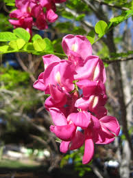 Attēlu rezultāti vaicājumam “Robinia neomexicana flower”