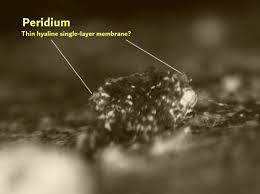 Attēlu rezultāti vaicājumam “Diderma cinereum macro”