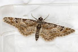 Attēlu rezultāti vaicājumam “Gymnoscelis rufifasciata”