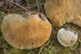 Attēlu rezultāti vaicājumam “Trametes suaveolens”