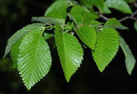 Attēlu rezultāti vaicājumam “Ulmus minor”