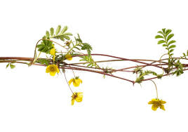 Attēlu rezultāti vaicājumam “Potentilla argentea fruit”