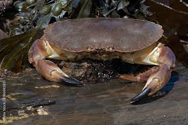 Image result for Cancer pagurus