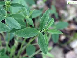 Attēlu rezultāti vaicājumam “Trifolium montanum fruit”