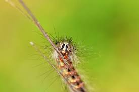 Attēlu rezultāti vaicājumam “Lymantria dispar larva”