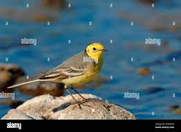 Attēlu rezultāti vaicājumam “Motacilla citreola male”