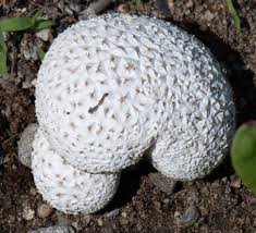 Attēlu rezultāti vaicājumam “Scleroderma citrinum”