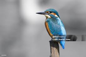 Attēlu rezultāti vaicājumam “Alcedo atthis”