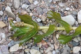 Attēlu rezultāti vaicājumam “Potamogeton perfoliatus flower”