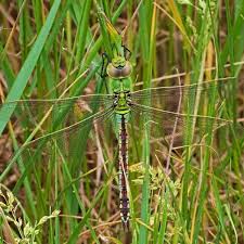 Attēlu rezultāti vaicājumam “Anax parthenope”