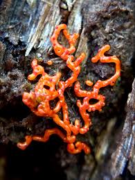 Attēlu rezultāti vaicājumam “Willkommlangea reticulata young”