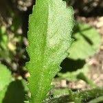 Attēlu rezultāti vaicājumam “Leucanthemum vulgare leaf”