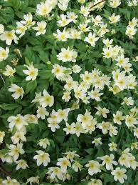 Attēlu rezultāti vaicājumam “Anemone x lipsiensis”