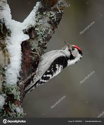 Attēlu rezultāti vaicājumam “Dendrocopos minor male”