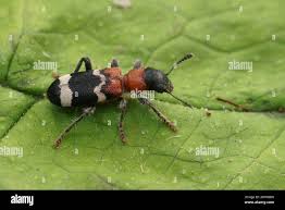 Attēlu rezultāti vaicājumam “Thanasimus formicarius”
