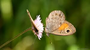 Attēlu rezultāti vaicājumam “Lasiommata maera”