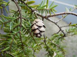 Attēlu rezultāti vaicājumam “Tsuga canadensis”