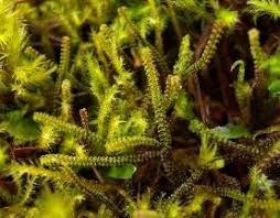 Attēlu rezultāti vaicājumam “Leiocolea heterocolpos”