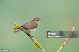 Attēlu rezultāti vaicājumam “Phylloscopus collybita”