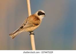 Image result for Remiz pendulinus