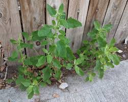 Attēlu rezultāti vaicājumam “Chenopodium album”