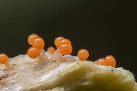 Attēlu rezultāti vaicājumam “Trichia scabra spores”